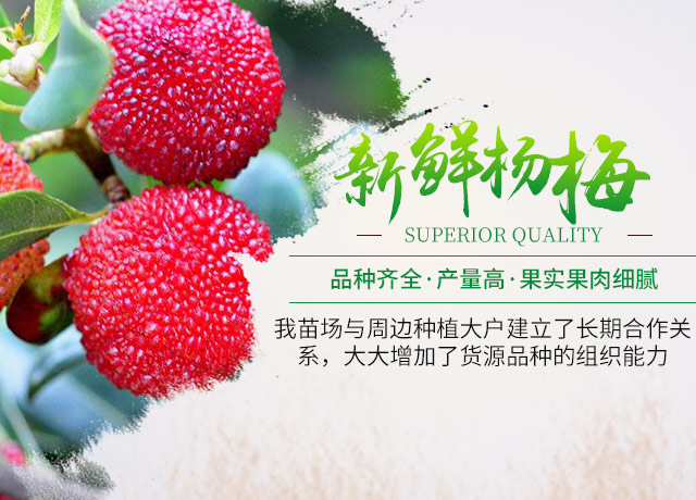 靖州杨梅树苗批发|杨梅果品采摘_靖州县忠实苗圃