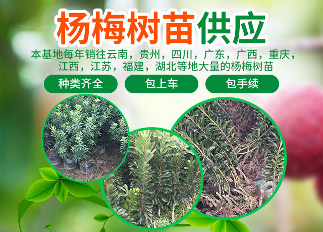 靖州杨梅树苗批发|杨梅果品采摘_靖州县忠实苗圃